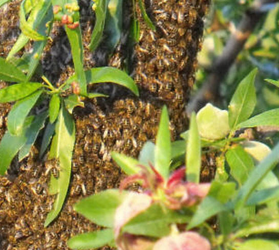 Sciamatura di Apis mellifera ssp.